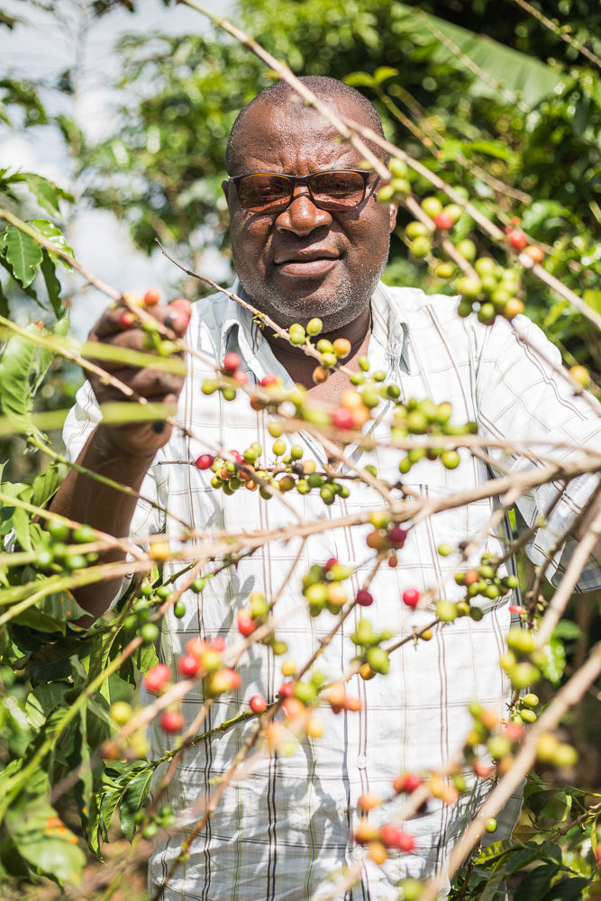 #KanyonyiCoffee (Beans). Single origin, 100% Arabica