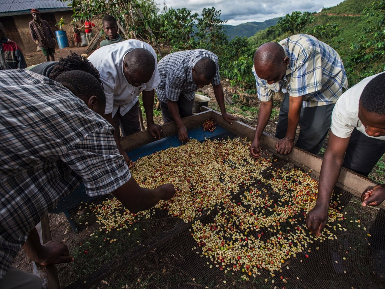 #KanyonyiCoffee (Beans). Single origin, 100% Arabica