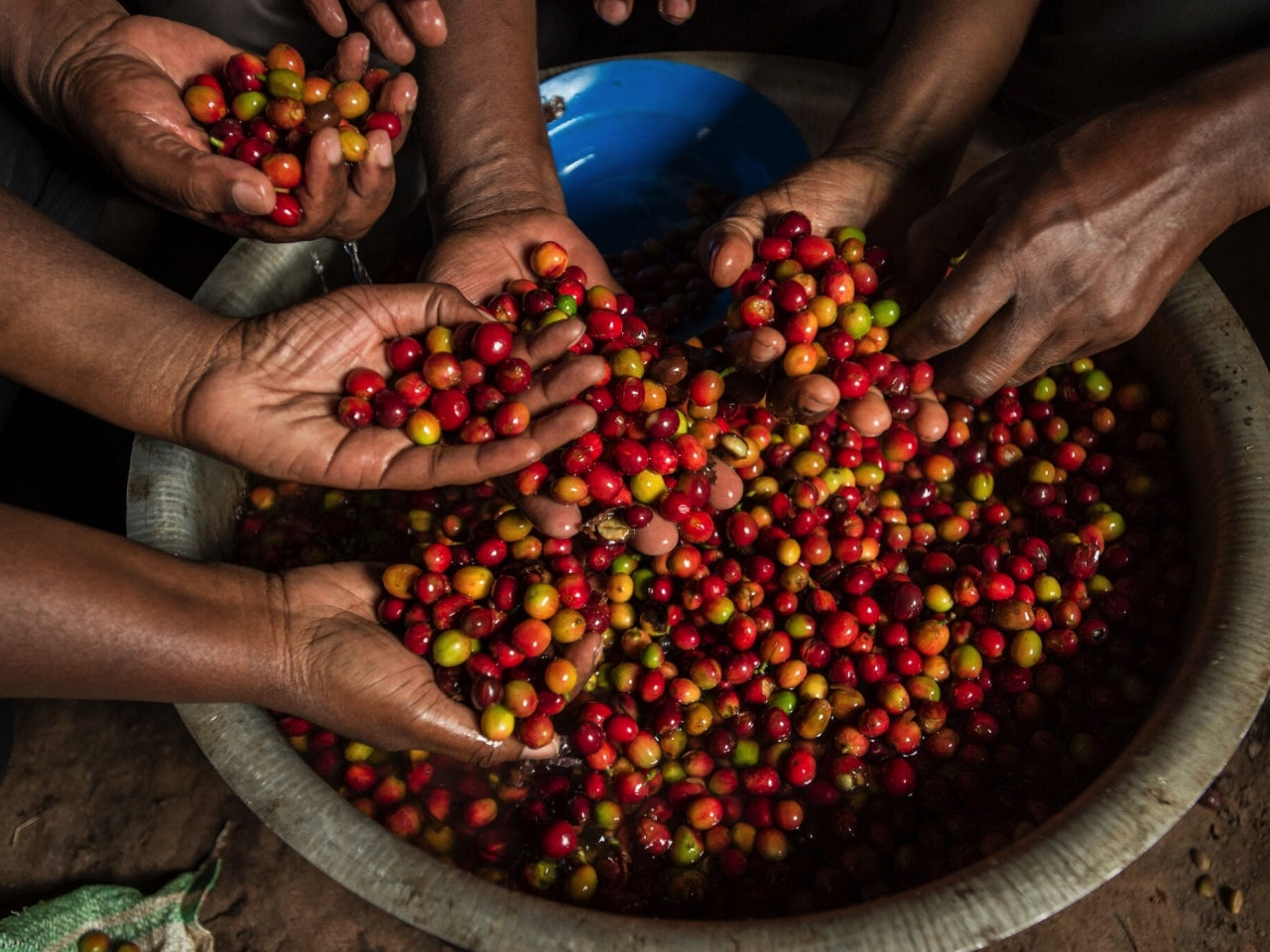 #KanyonyiCoffee (Beans). Single origin, 100% Arabica